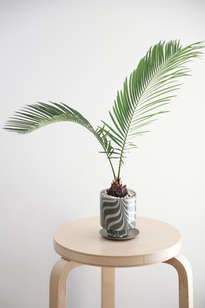 【M】ソテツ/Japanese sago palm