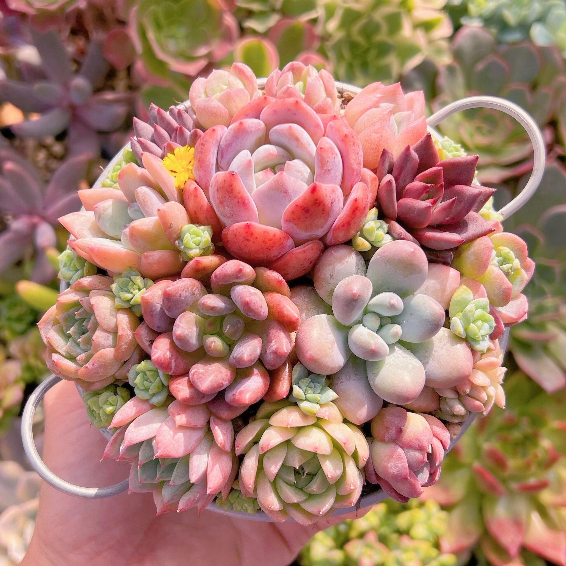 今期販売終了！多肉植物セット ミニ多肉！ 『 おまかせ 3品種セット 』 7.5〜9cmポット 《 多肉