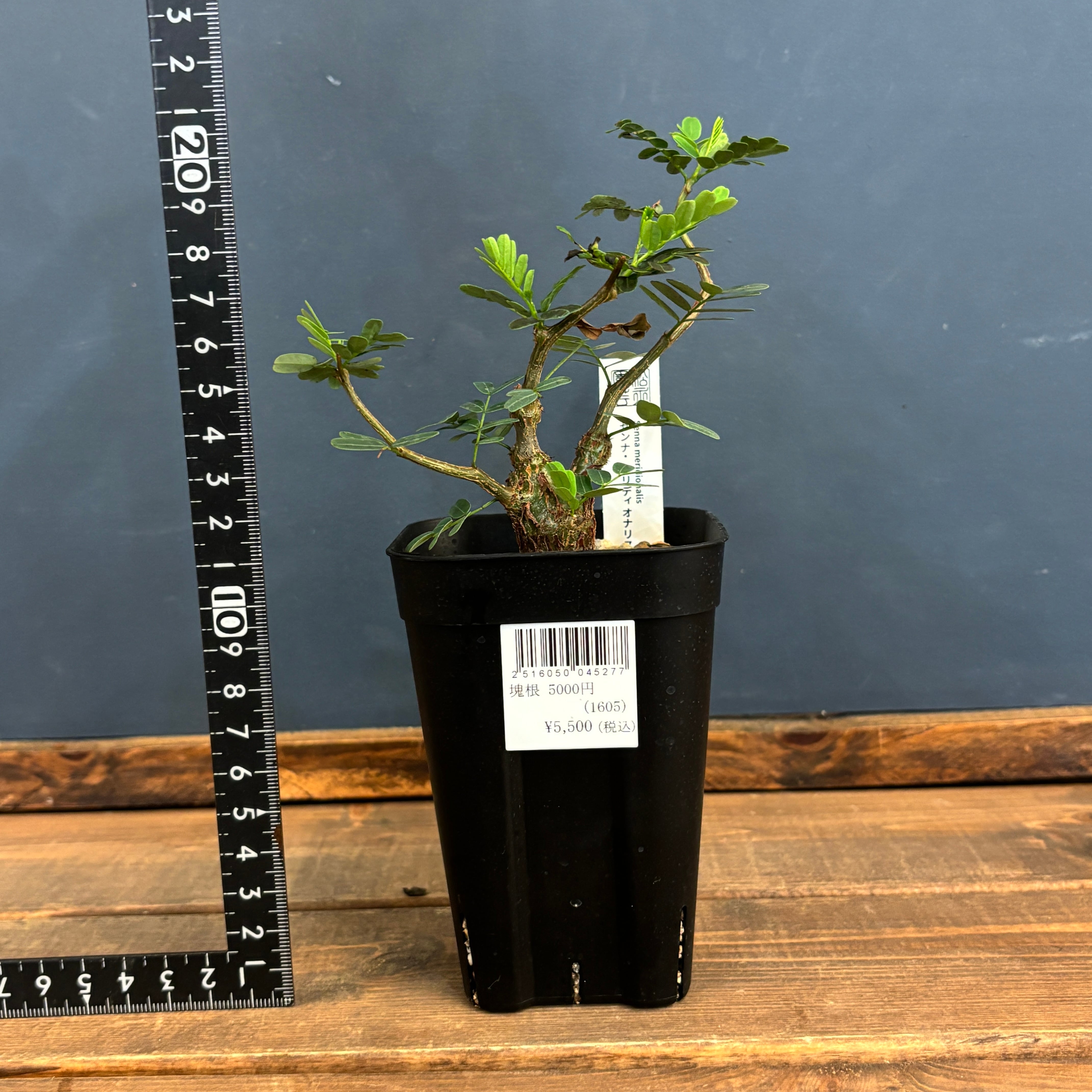 センナ メリディオナリス【1019】 | PROTOLEAF プロトリーフ