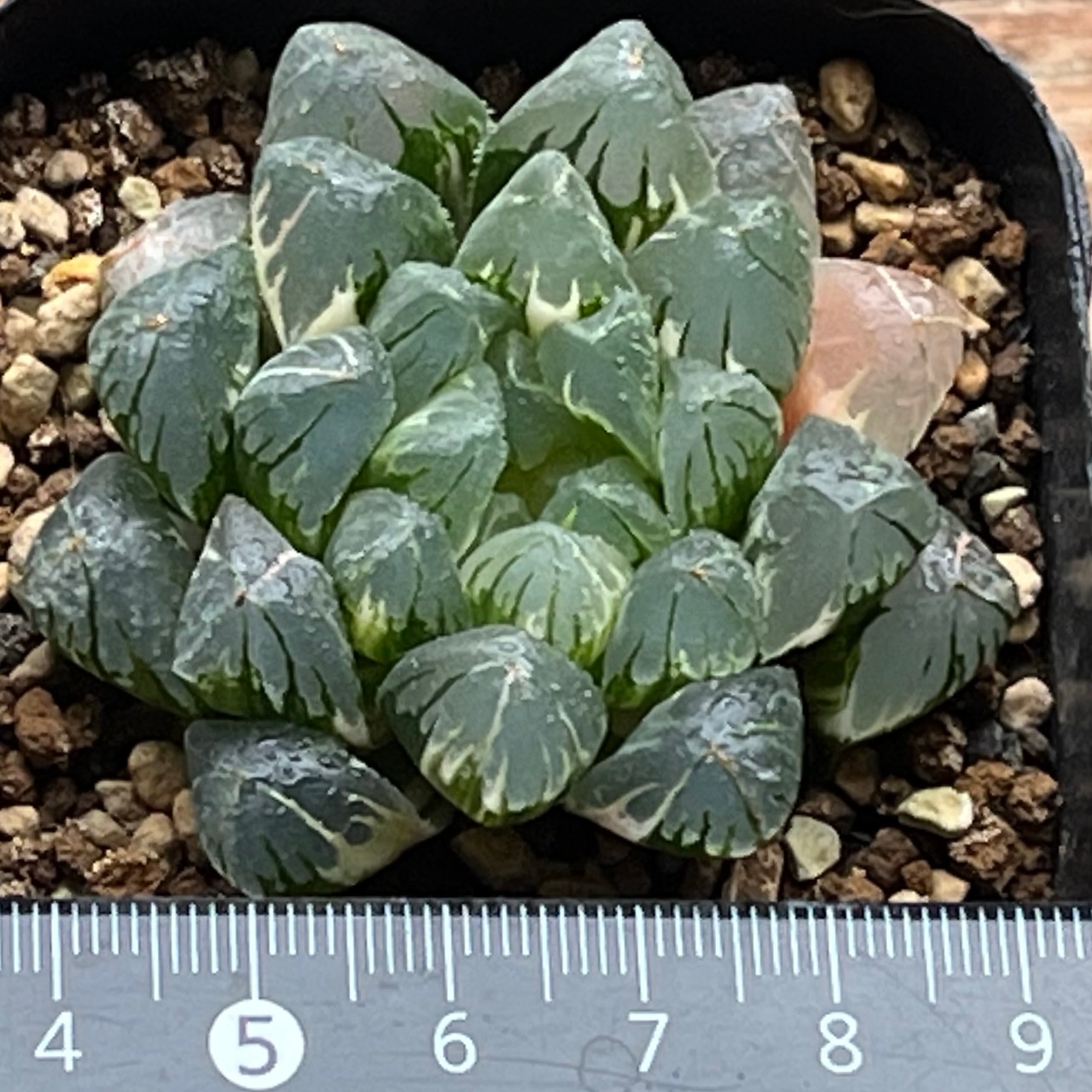 ハオルチア オブツーサ錦 水晶燈 | mocono_plants
