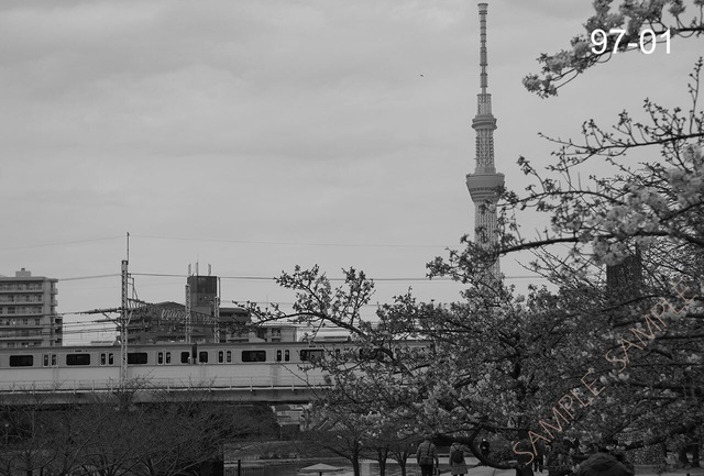 シリーズ 墨東歳時記97　〜旧中川河津桜〜　＜フォトカード・10枚セット＞