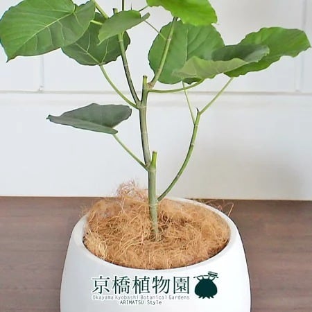 フィカス・ウンベラータ セメントポット植え 8号 148cm フィカス・ウンベラータ セメントポット植え 8号 148cm