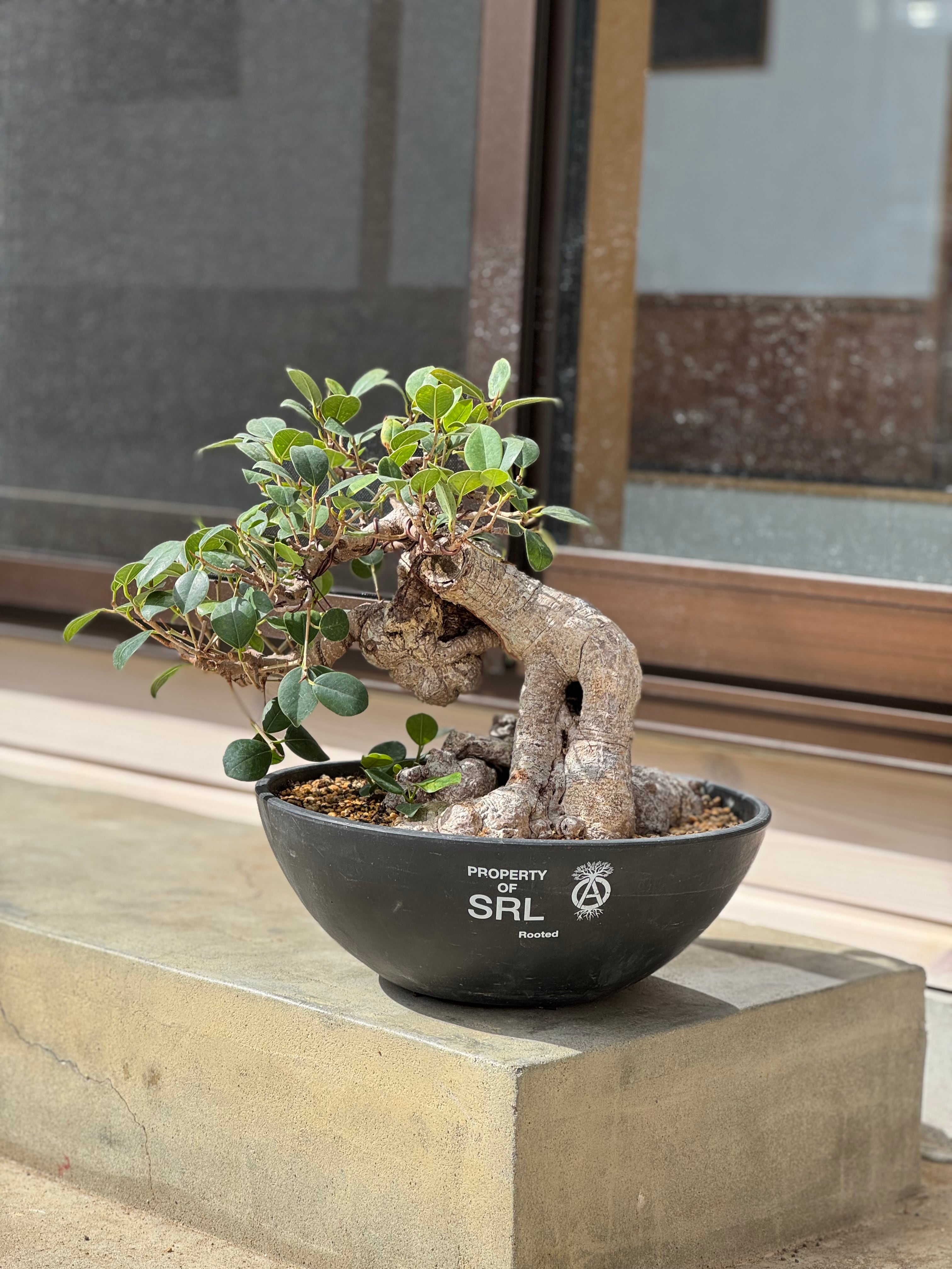 琉球盆栽】Ficus microcarpa【極上のイボガジュマル】 | 青坊主-aobouzu-