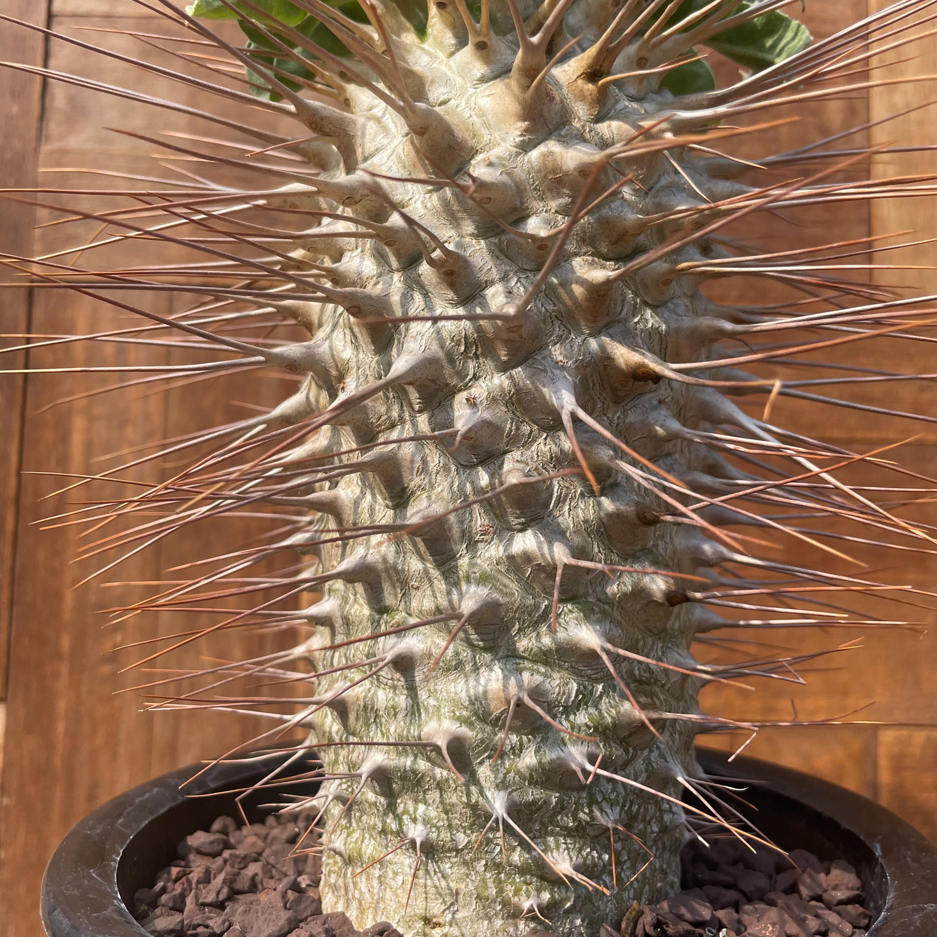 Pachypodium namaquanum【パキポディウム・ナマクアナム・光堂 