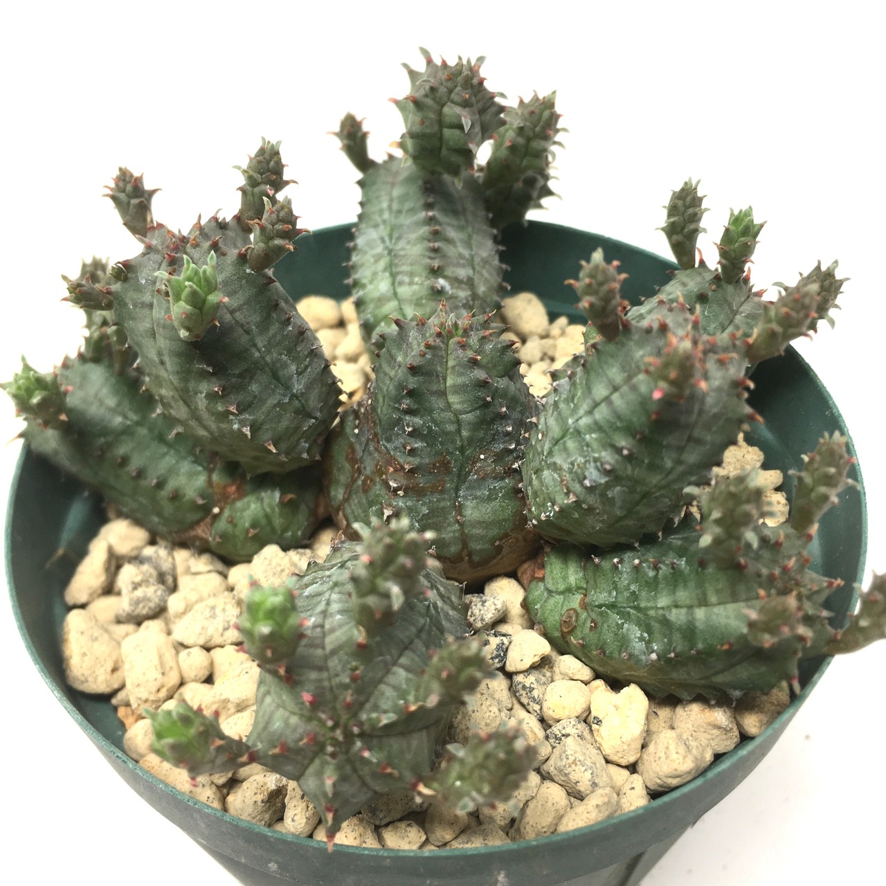 ユーフォルビア　プセウドグロボーサ【150】