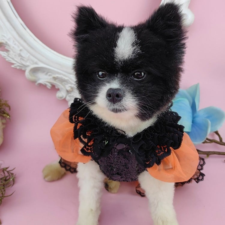 大型犬もOK ハロウィンカラードレス | おむのおうち