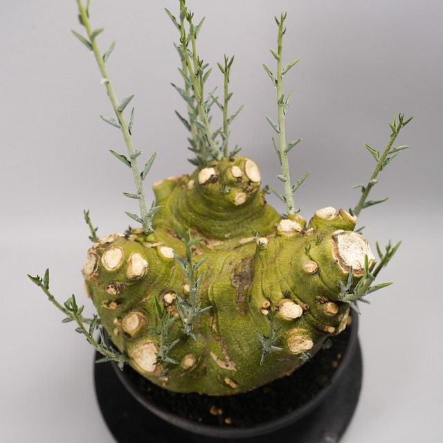 F58 アデニア ペチュエリー Adenia pechuelii ナミビア産 発根済み 現地球