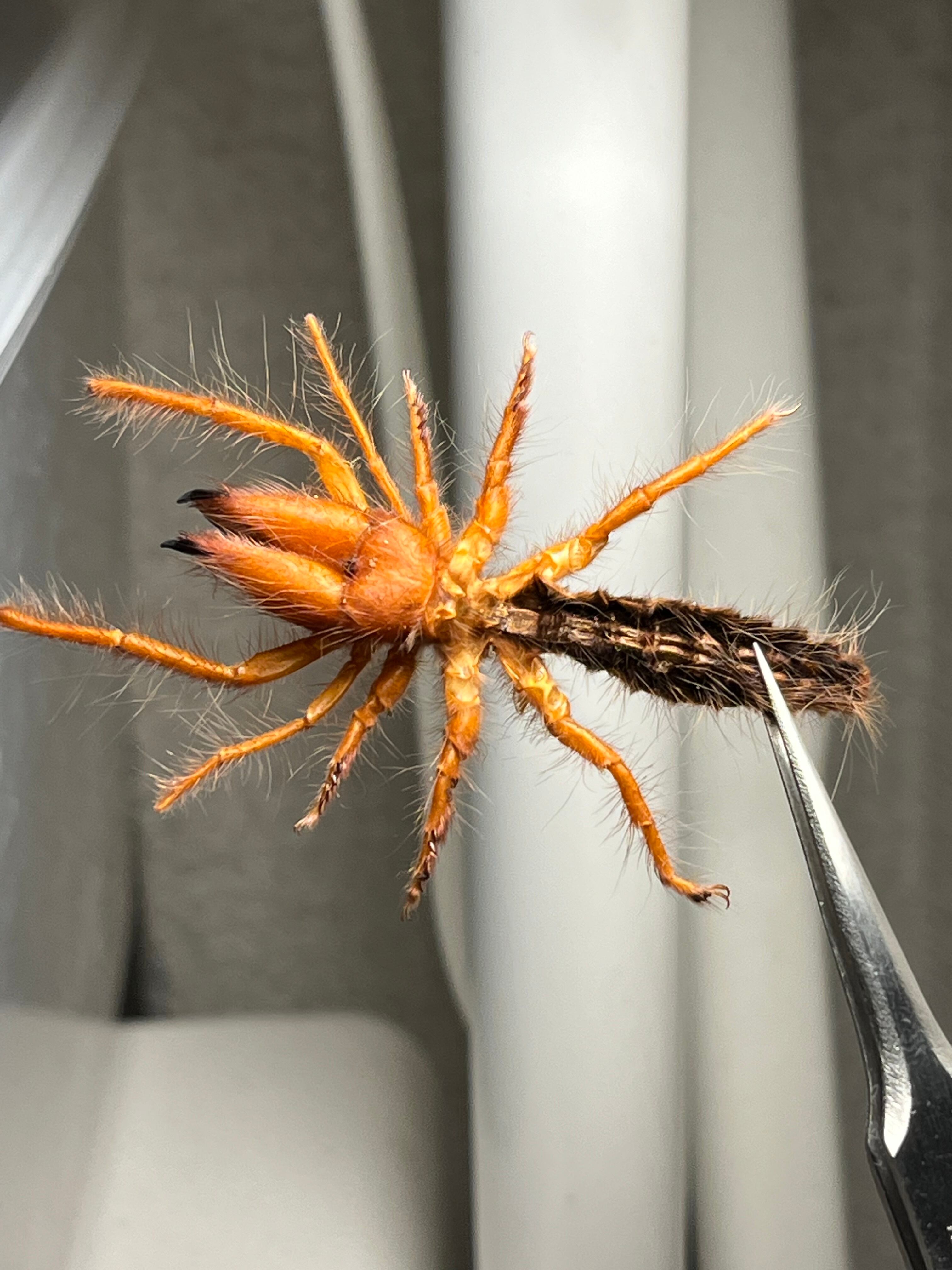 黄金比】ブラッドレッドヒヨケムシ Dinorhaxウデムシ 奇蟲標本 標本