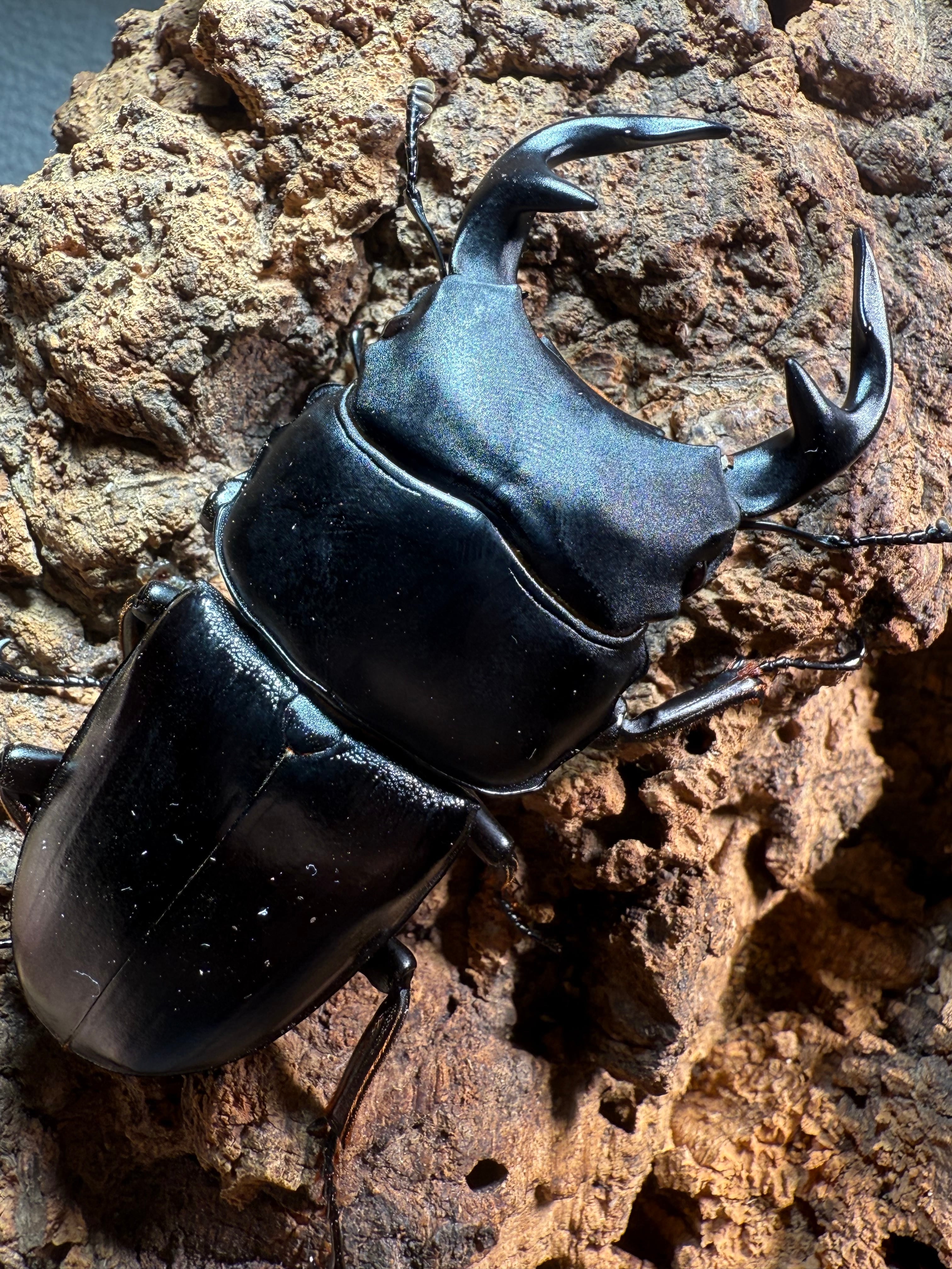 来春ブリード可能】グランディスオオクワガタ 82㎜成虫ペア | dream insect