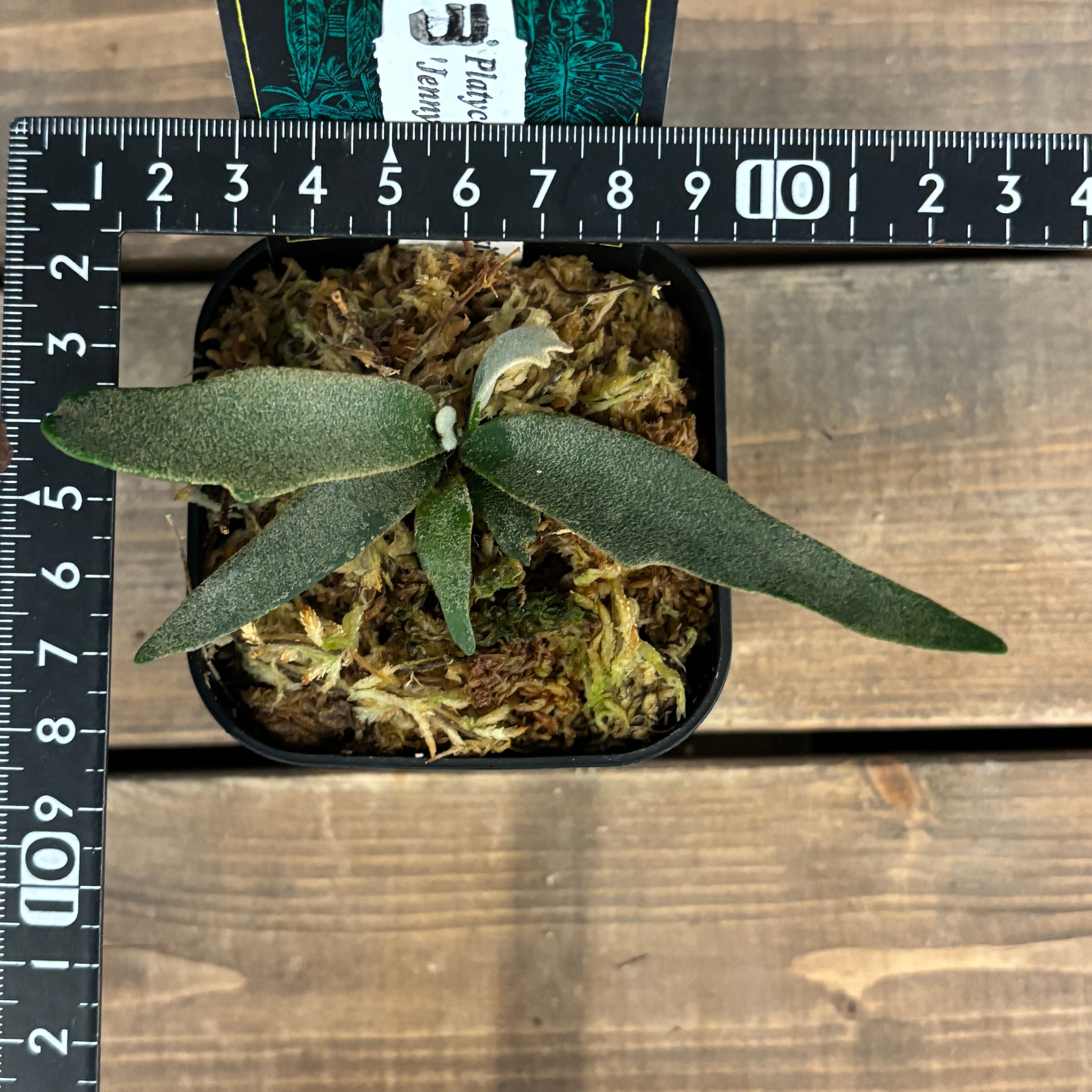 ビカクシダ ジェニー P. willinckii 'Jenny'【959】 | PROTOLEAF