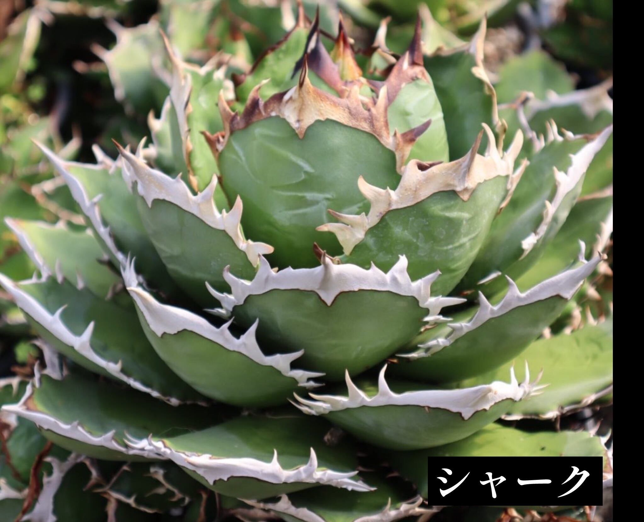 アガベ チタノタ シャーク【263】 | PROTOLEAF プロトリーフ
