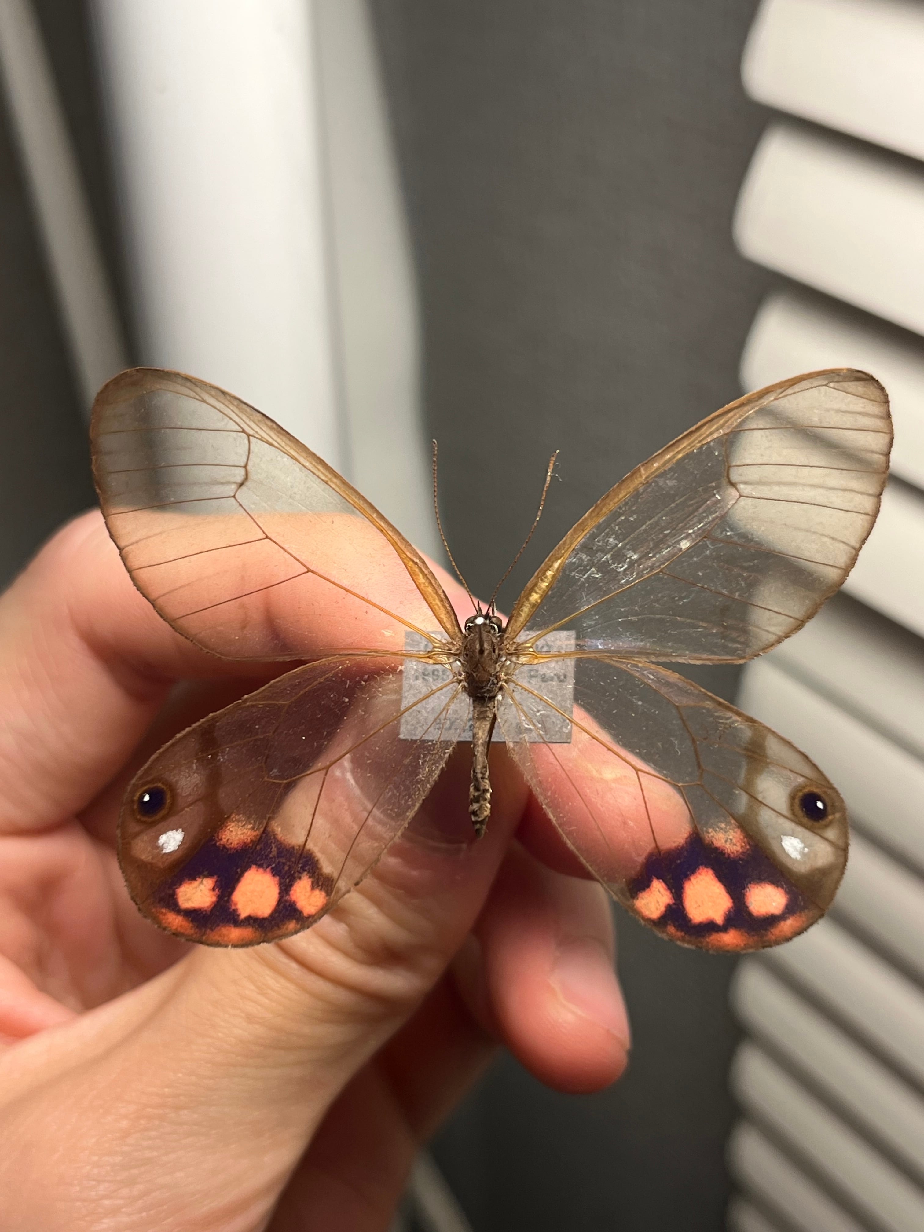 蝶・蛾 | オモニキチュウ