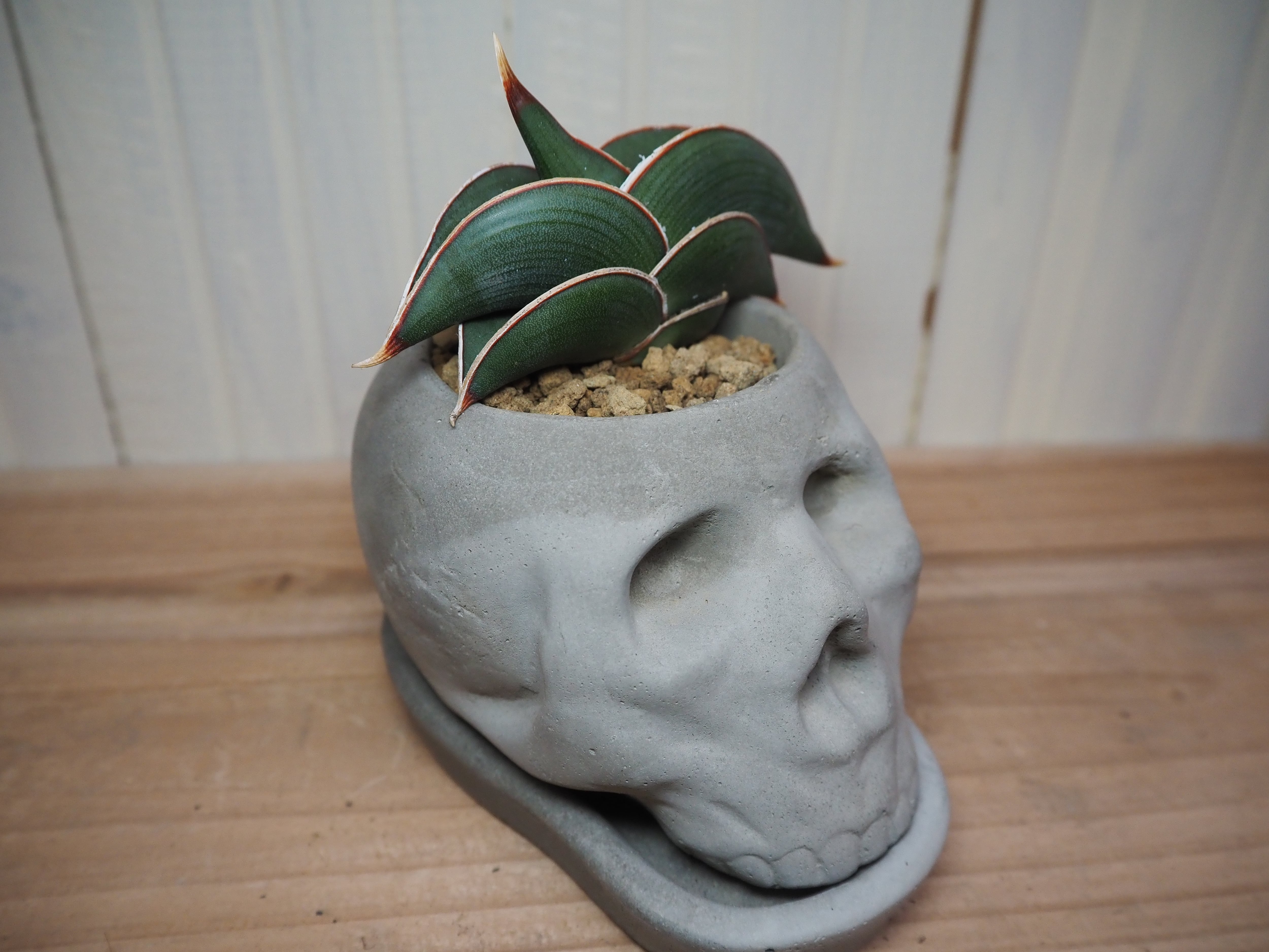 サンセベリア ロリダ(植物のみ | 高橋園芸