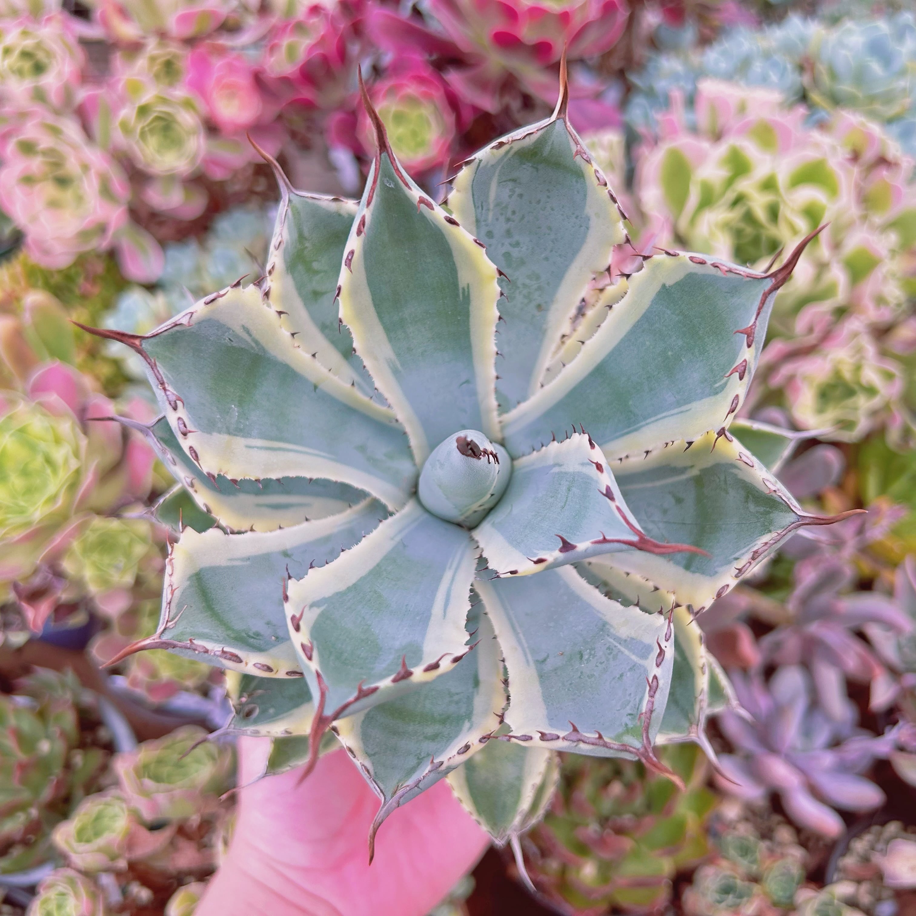 #現物　多肉植物　吉祥冠錦　特特大　抜き苗