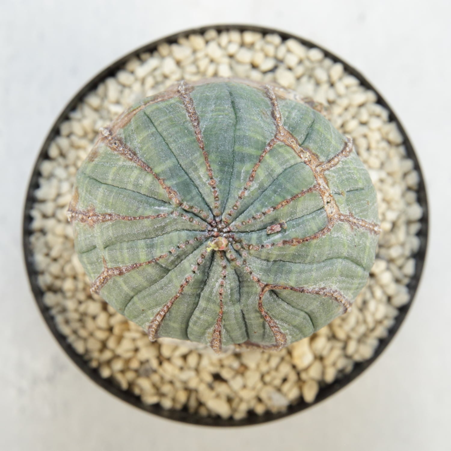 メス株【厳選株】白木 捻じれ ラギットオベサ / ユーフォルビア 木質化