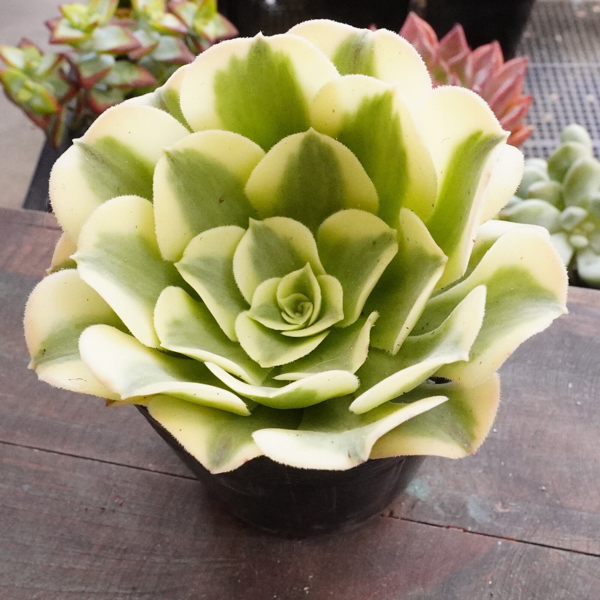 ティッピー×ベンバディス　韓国苗 ティッピー×ベンバディス韓国苗