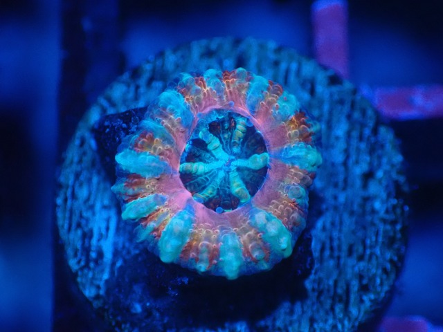 Loadhowensis Baby "PremiumRainbow" 20