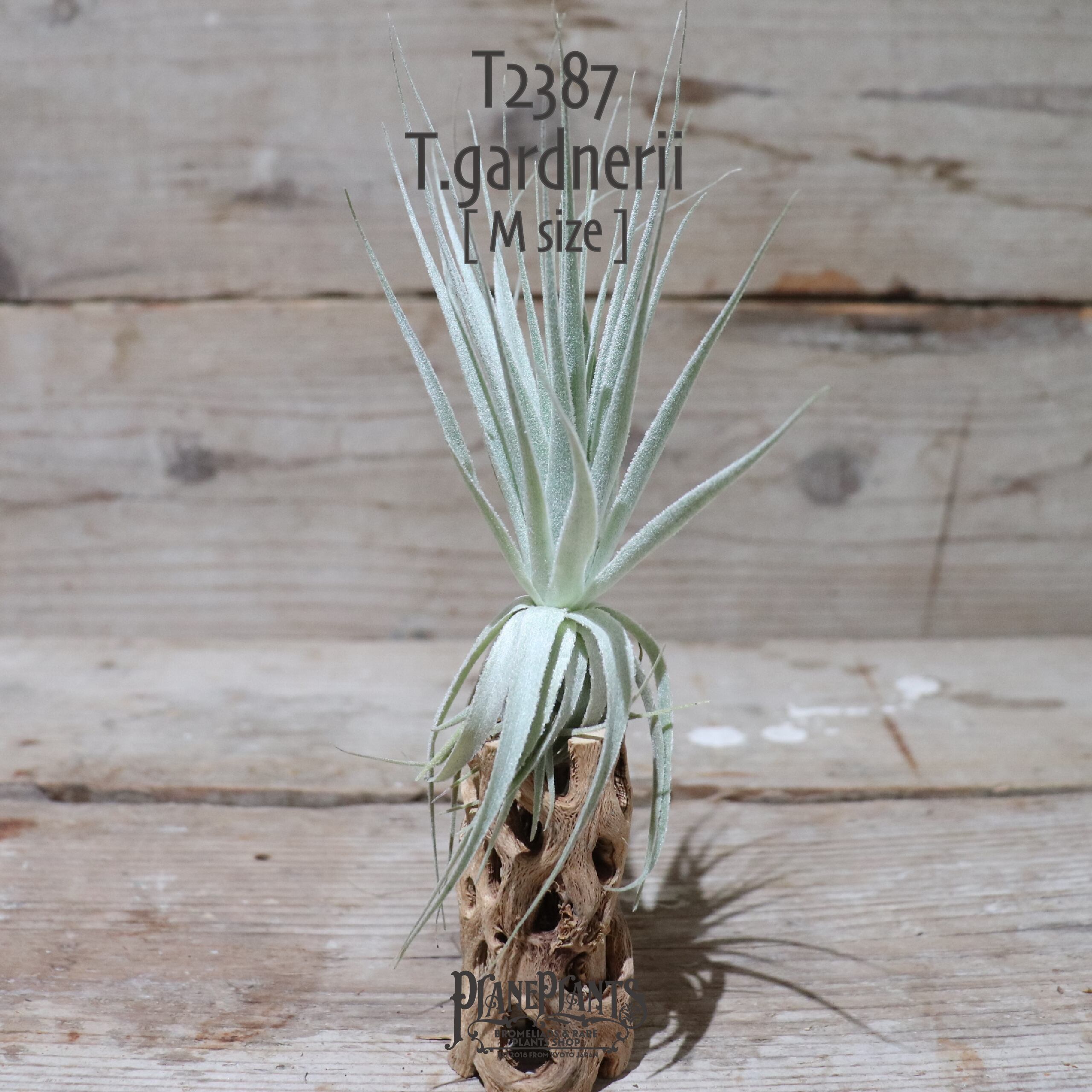 【送料無料】ガルドネリ〔エアプランツ〕現品発送T2387