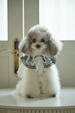 予約【cocolauren】Bloom Lace Cape