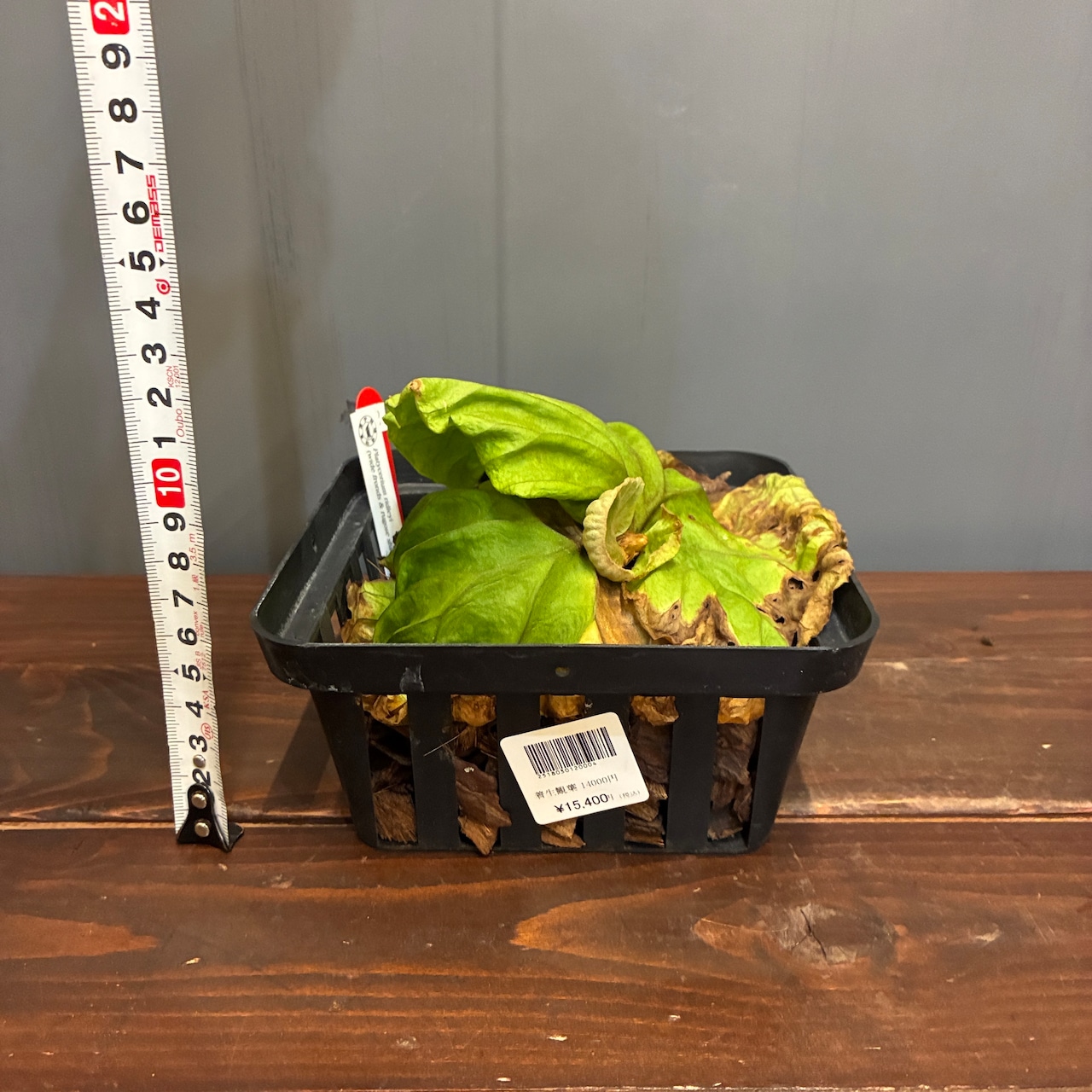 【抽選販売】【限定価格】【伊藤蟻】ビカクシダ リドレイ (wide fronds & rugose shield) sporeling(限定3)