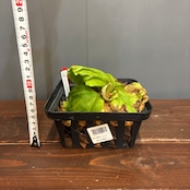 【抽選販売】【限定価格】【伊藤蟻】ビカクシダ リドレイ (wide fronds & rugose shield) sporeling(限定3)