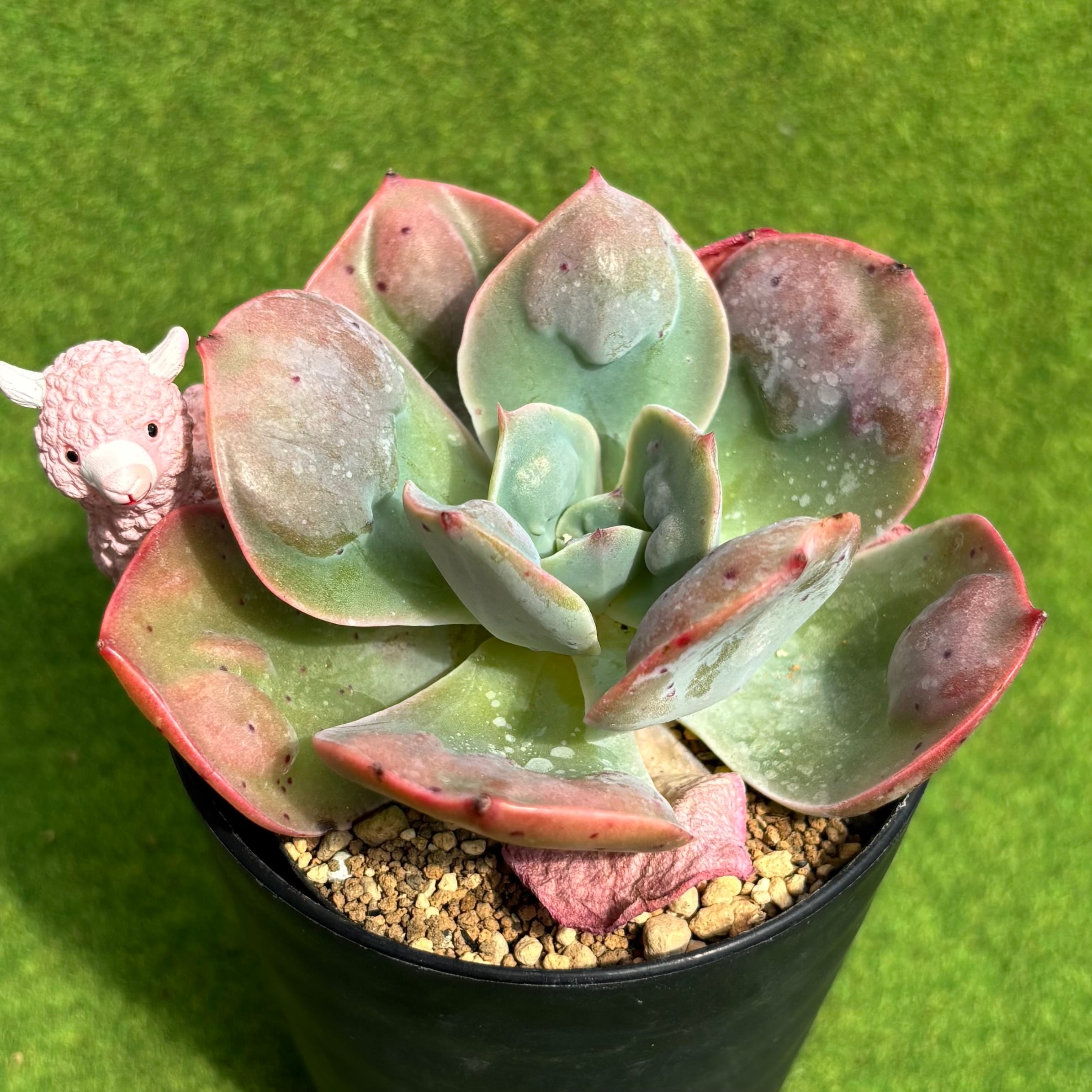 黒法師 綴化 | 多肉植物 豆彦商店
