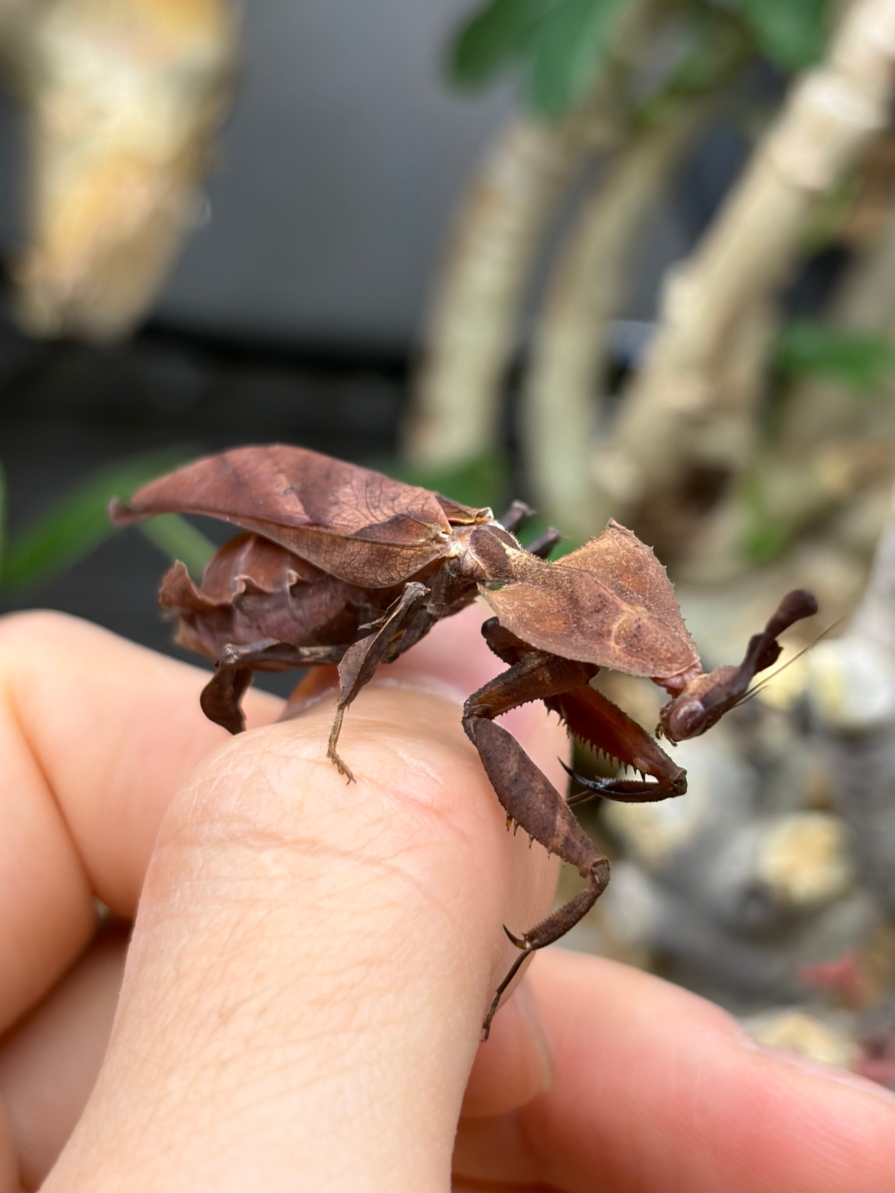 18mm】王冠を被ったクイーンの風格漂うハネカクシ 標本 ハンミョウ隠翅