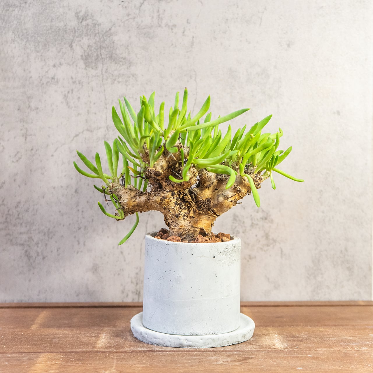 万物想 チレコドン・レティキュラーツス 塊根植物 コーデックス 乾きやすい用土を使用 根腐れ防止 育成初心者にもおすすめの1株|虫発生抑制