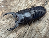 【WD】《インプレッシコリスネブト亜種patprici 26.5mm ペア》