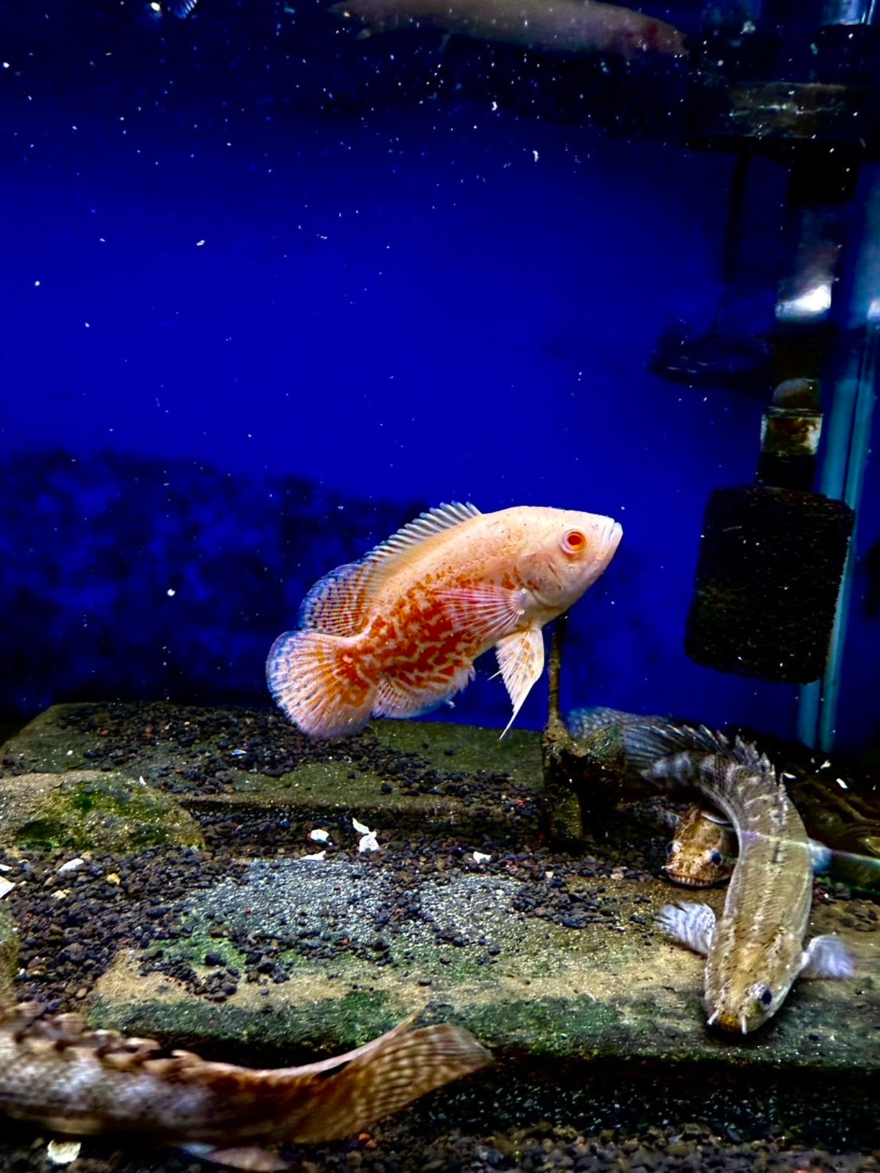 アルビノルビーレッドオスカー - 3