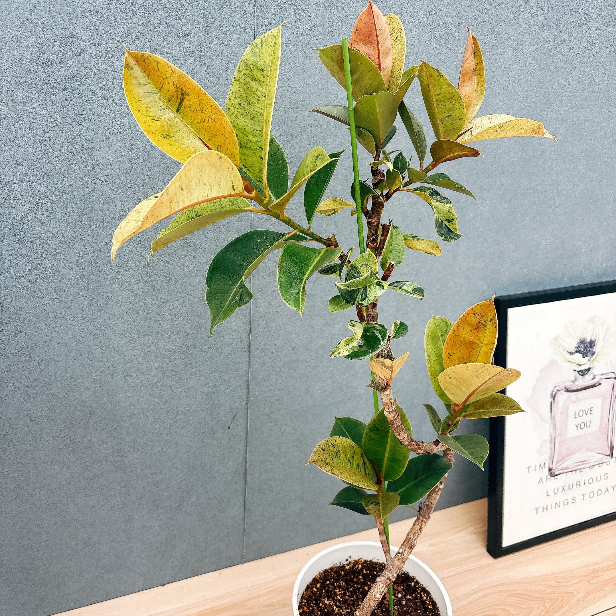 現品］【希少】1番 フィカス ジン 曲がり 7号 観葉植物 ゴムの木 室内