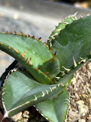 【 50 】oteroi seedling ②