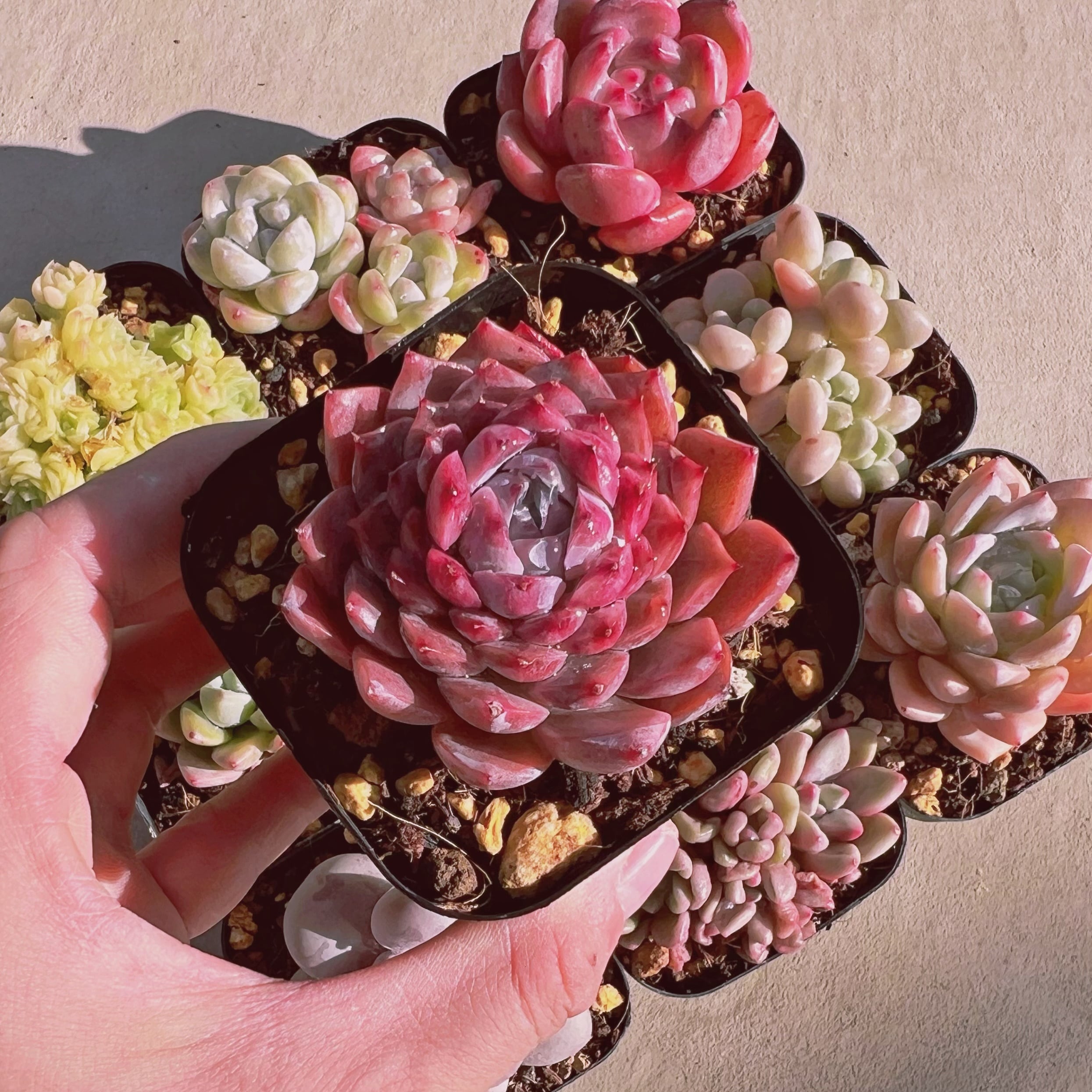 セットV(1月26日base販売会)