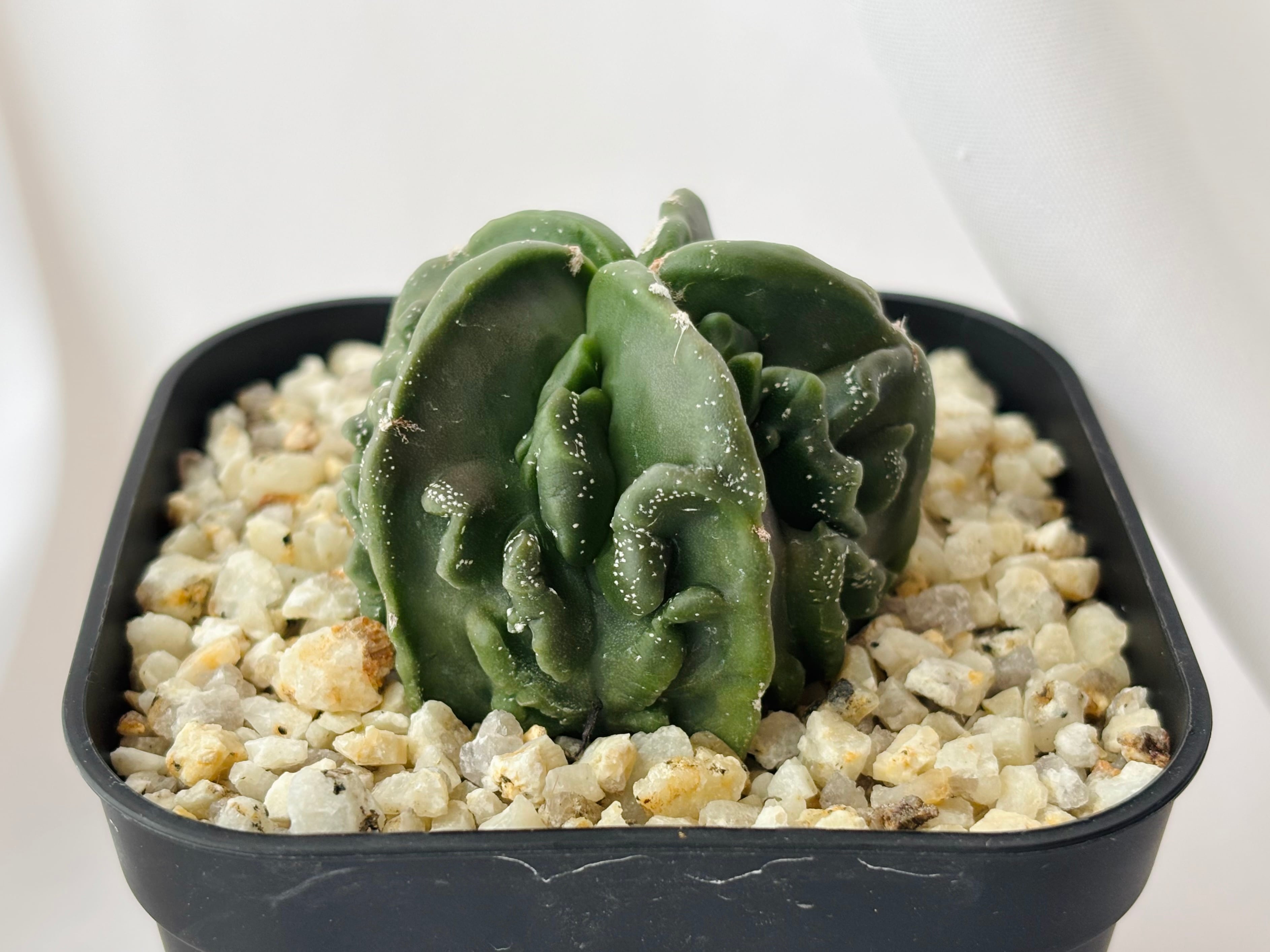 Astrophytum myriostigma アストロフィツム 複隆ヘキラン 複隆碧瑠璃鸞鳳玉 ランポー玉 サボテン