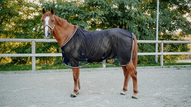 PADDOCK Diagonal パドック フリースエクササイズシート［お届け目安：2〜3週間］