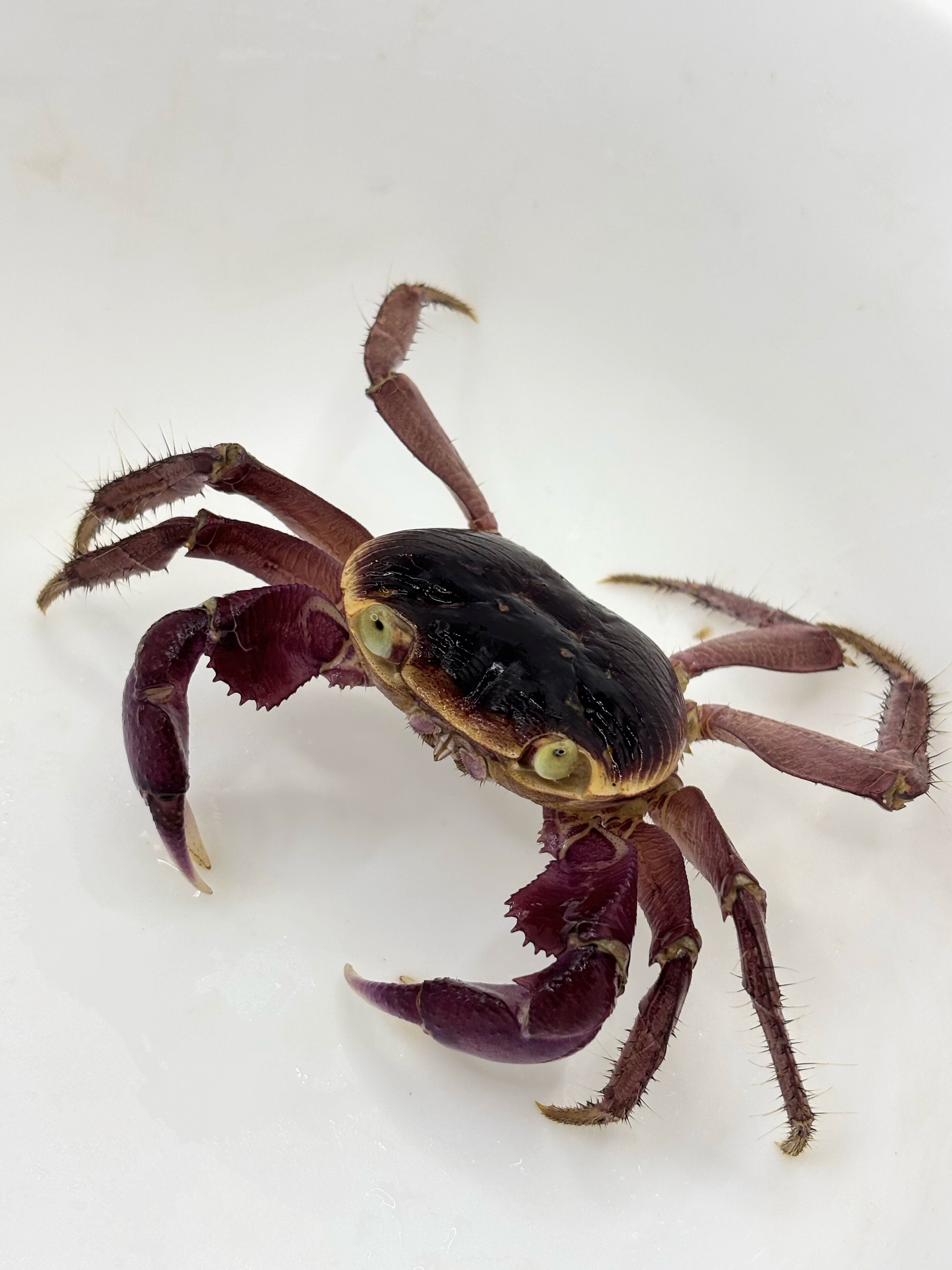 カクレイワガニ♀② 足欠け 1匹 | まるころ商店〜まるくてころころ