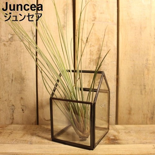 エアプランツ Juncea