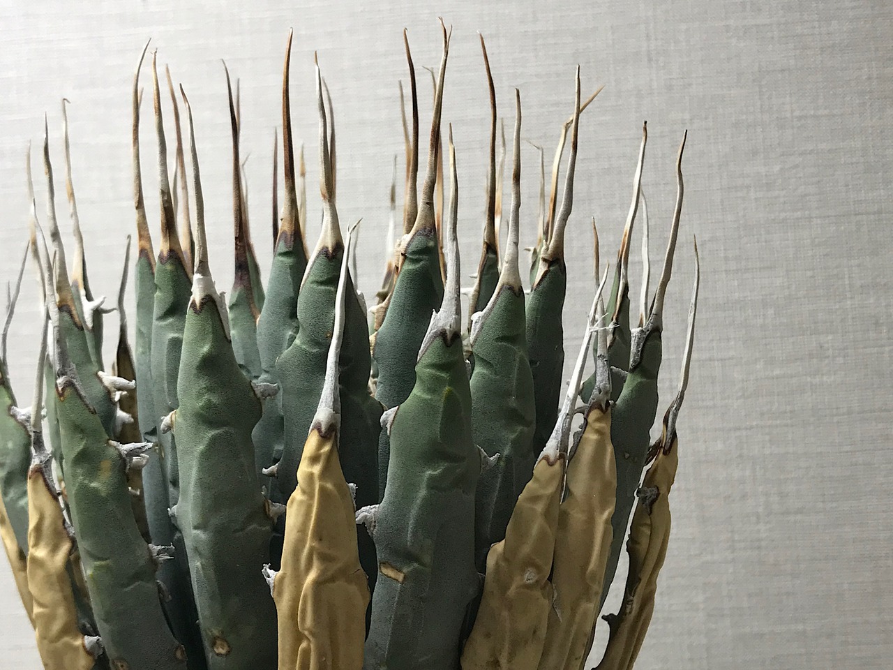 アガベ ユタエンシス エボリスピナ