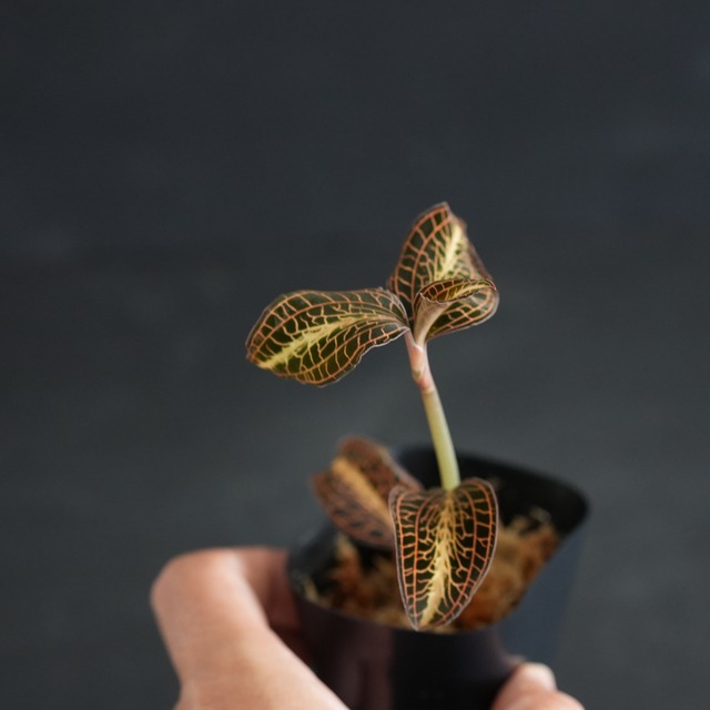 ◆現品◆Anoectochilus cf. albolineatus 'Golden Heart'【ジュエルオーキッド宝石蘭／TheGAKI】#884