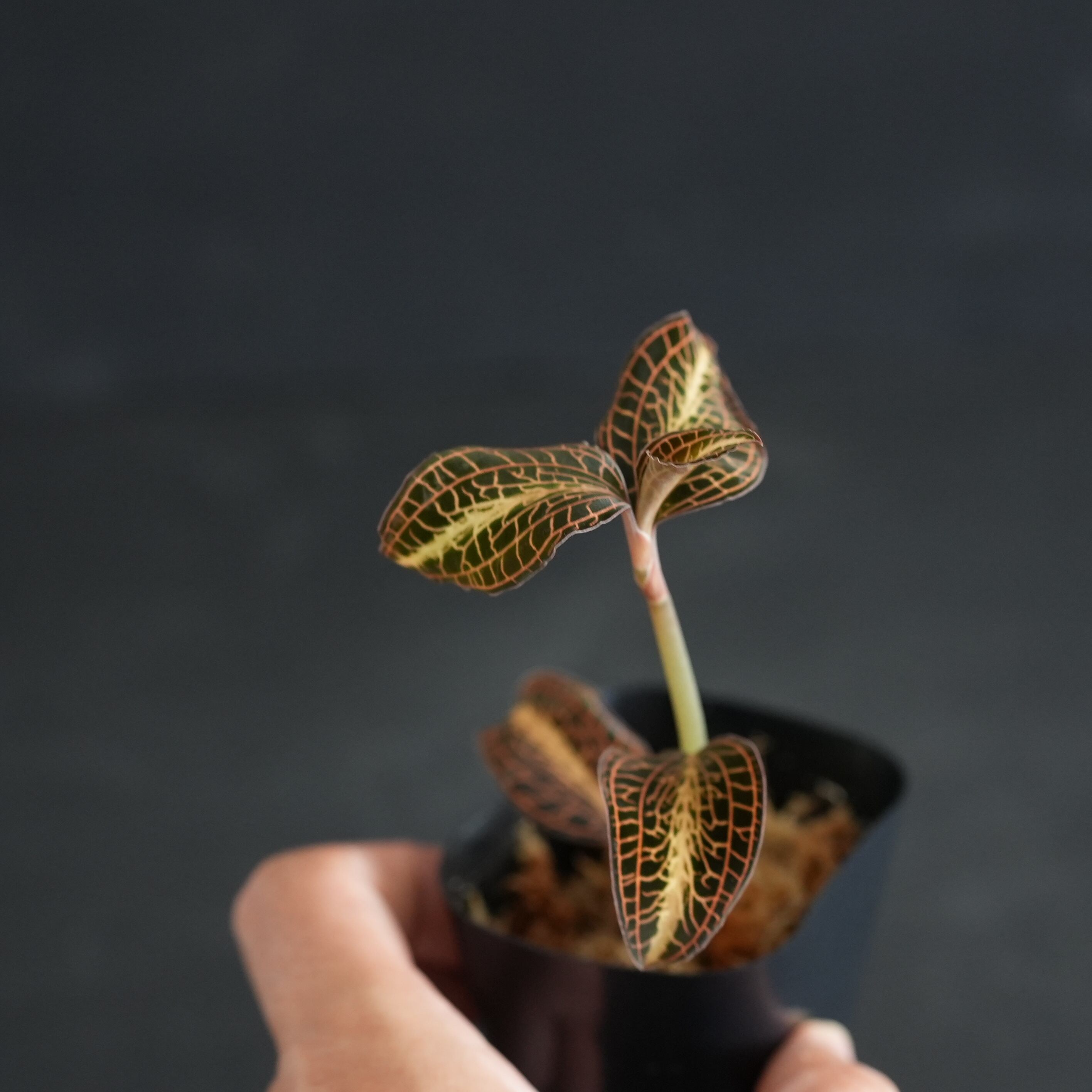 ◆現品◆Anoectochilus cf. albolineatus 'Golden Heart'【ジュエルオーキッド宝石蘭/TheGAKI】#884