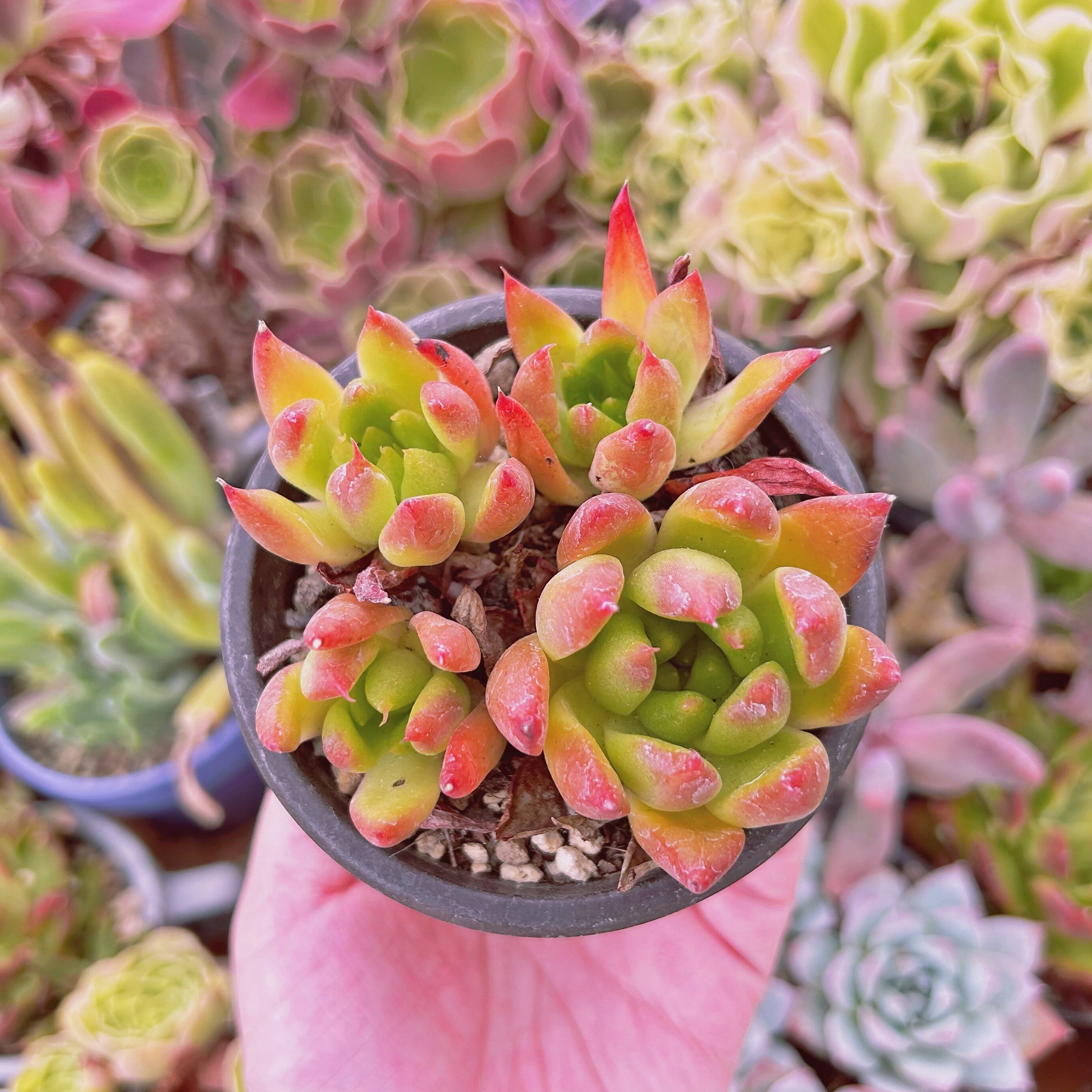 現物　多肉植物　フランクレイネルト　抜き苗