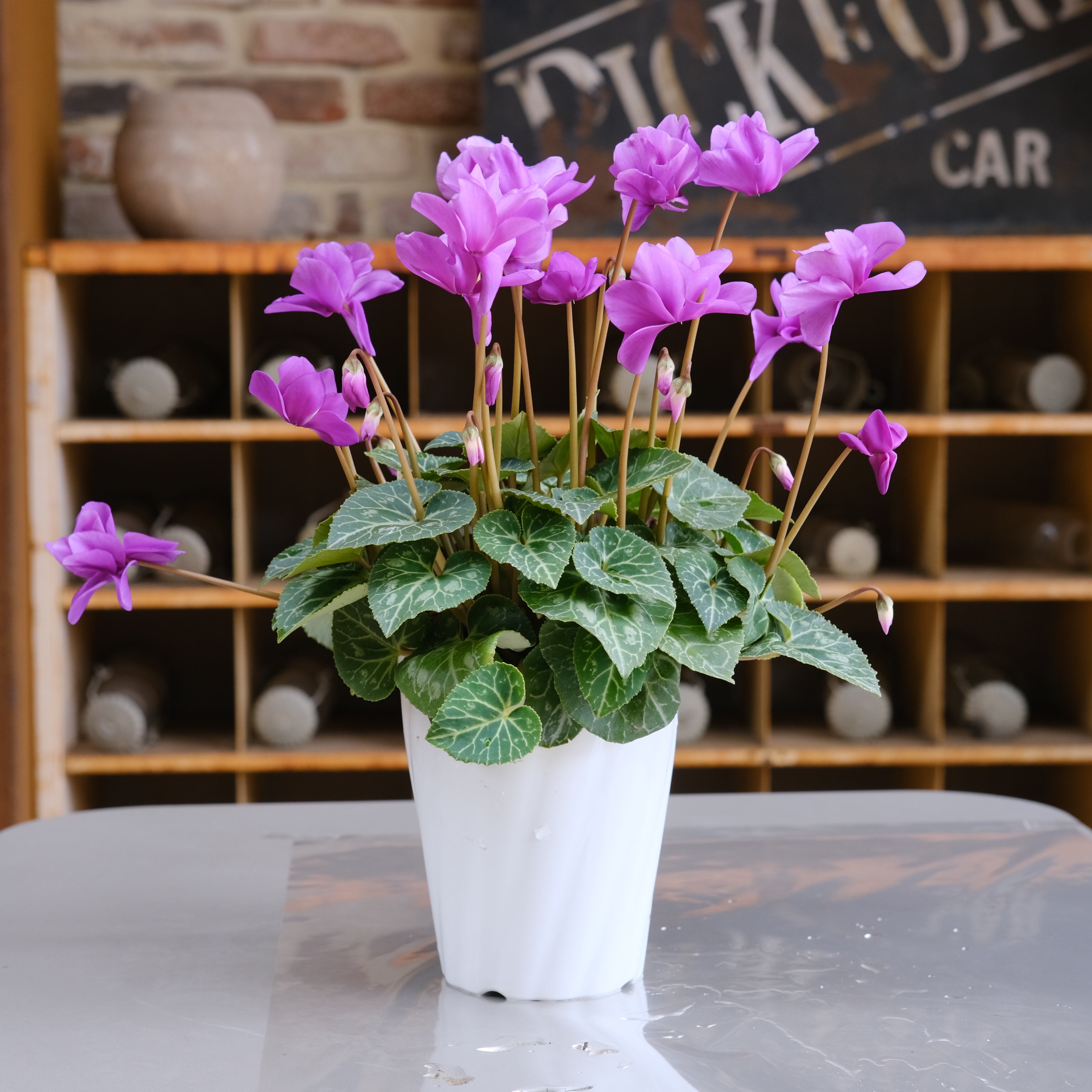 シクラメン チモシリーズ《 ブルー 八重 》 | グリーンギャラリー