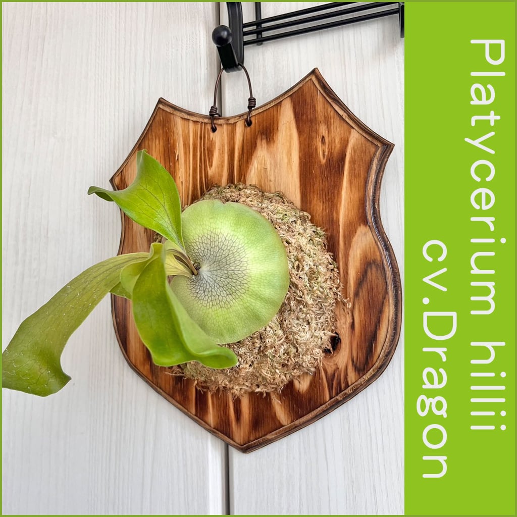 ヒリー ドラゴン 親株出品　ビカクシダ　コウモリラン 楽天市場】(現品) ビカクシダ ヒリー 'ドラゴン' (pup) (No