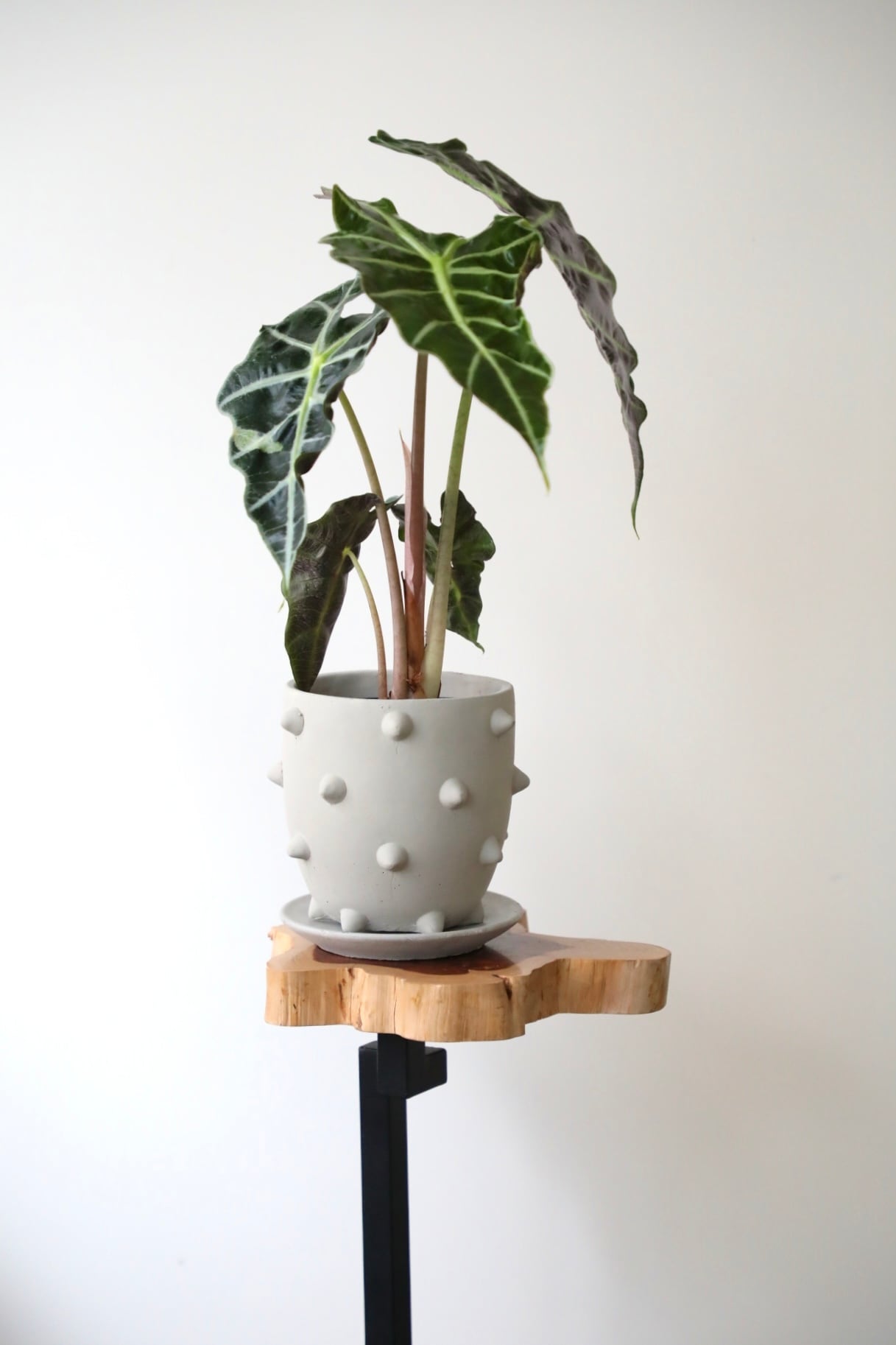 M】アロカシア アマゾニカ/Alocasia ※陶器鉢付き | 【厳選植物・器