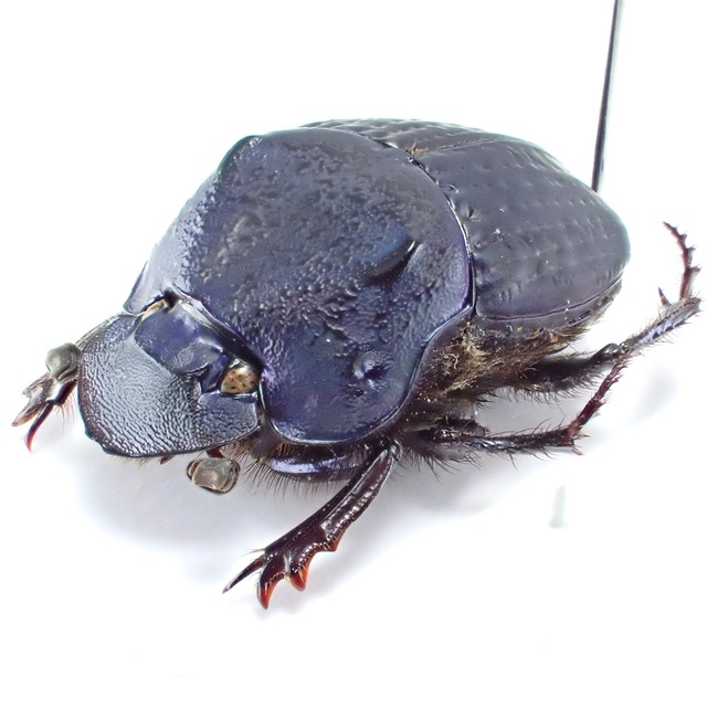 ペルー産 Phanaeus lecourti ♂♀ 16mm/19mm