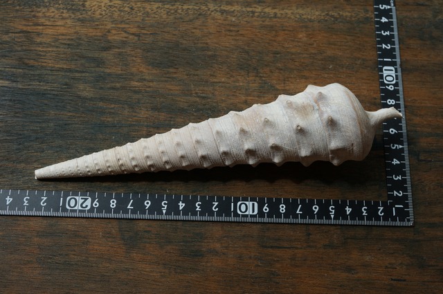 フランス産大型巻貝化石 Campanile auvertianum 2379