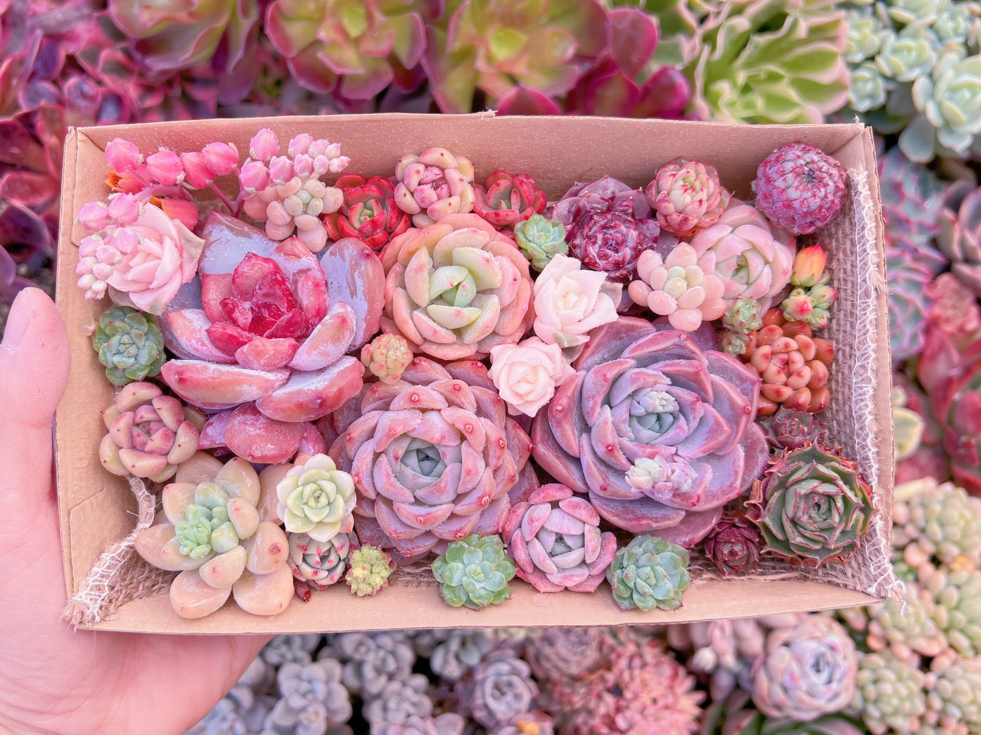 現品　寄せ植えセット#3016　12cmx20cm　るる農園