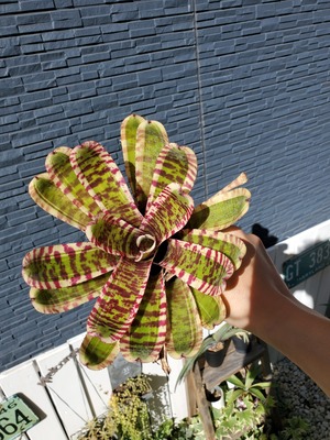 Neoregelia Wild Rabbit (L size)　【artPLANTs】ネオレゲリア/タンクブロメリア