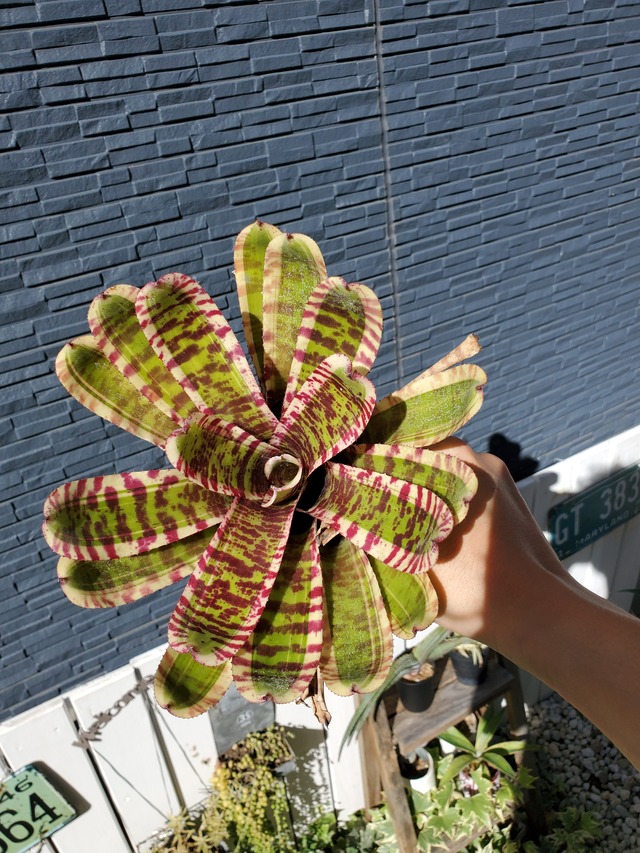 Neoregelia Wild Rabbit (L size)　【artPLANTs】ネオレゲリア/タンクブロメリア