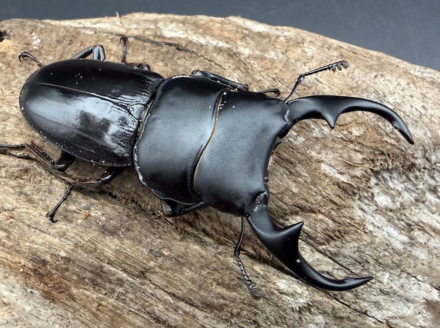 【WD】《スマトラパリーオオクワ アチェ産 60mm ペア》